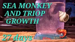 Sea Monkey & Triop Growth