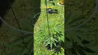 Day 39 Outdoor Autoflower & GMO Cookies #cannabiseducation