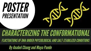 Characterizing Conformational Fluctuations of  DNA Under Physiological & Salt-Stabilized Conditions