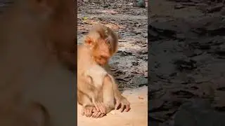 Newly abandoned Monkey feels scare walking Non Stop #cute #Short #Shorts #2