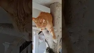 SURPRISE from Below: Epic Cat Warfare #catshorts