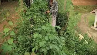 Simple Trick: Foraging Leaves to Clean Up the Farm _FarmersLife _Shorts