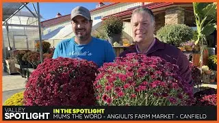 Mums the Word at Angiuli's!