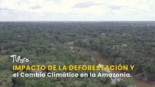 Impacto de la Deforestaci&oacute;n y el Cambio Clim&aacute;tico en la Amazon&iacute;a - TvAgro por Juan Gonzalo Angel