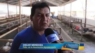 PROYECTO DE CRIANZA Y REPRODUCCIÓN DE CUYES EN LAMBAYEQUE