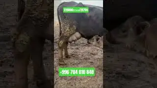 #cow Уй сатылат музосу ургачы американка суту 19.20 адрес кара балта баасы 225 мин +996 704 010 848