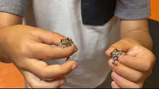 Frogtastic Friday!