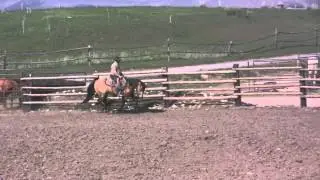 Denny- 06 Buckskin Gelding
