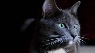 Create a safe, tranquil environment for vulnerable pets