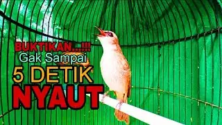 Pancingan Joss Gandos Trucukan Ngeriwik Kasar Paling Cepat Biar Trucukmu Rajin Bunyi Gacor 