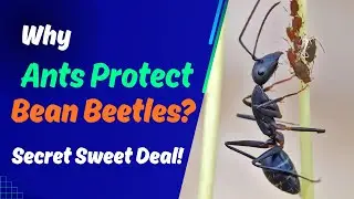 Why Ants Guard Bean Beetles?! The Secret Deal Between Ants and Bean Beetles!!