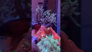 Tailspot Blenny hanging out on open brain coral