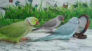 Indian Ringneck Talking Parrot 