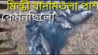 কেমনছিলো মিল্কী বাদামতলা পাশ/opening dey sharmojeebi pond/best hook fishing  /Rakesh Hooghly fishing