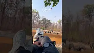 No Network Zone wild life Jim Corbett😍😍 #explore #jimcorbettnationalpark #subscribe #shorts