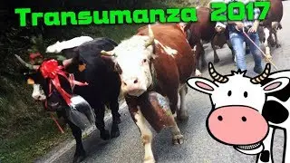 Transumanza 2017 Piemonte - Sfilata di Mucche Capre e Pecore - Demonticazione 2017
