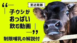 【至近距離！】子牛がおっぱい飲む動画 “制限哺乳の解説付き”/[close range] A calf drinking milk