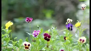 Swiss Giants Pansy Mix-Grown From A Twenty Cents Pack Of Seeds!