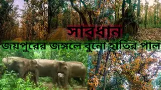 Wild Elephants in Joypur Forest, Bankura.