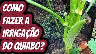 Como devo regar molhar meu p&eacute; de quiabo? Quantas vezes durante o dia deve aguar irrigar o quiabeiro?