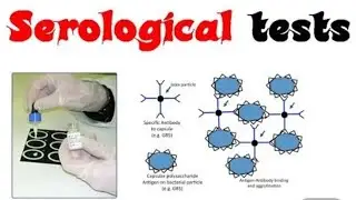 || Serological reactions || Antibody__Antigen Reactions ||