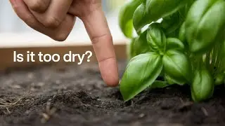 Easy Steps To Start Your Own Herb Garden