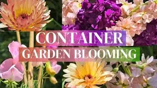 Sunny Sunday in the Container Garden &ndash; Enjoying Blooming Stock Flowers & Calendula with Calm Music