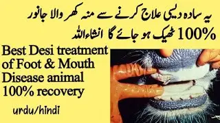 Moo Khur Beemari ka Best ilaaj