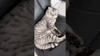 По утрам в семье зарядкой занимался&hellip;#юмор #cat #веселыекоты #catshorts #прикольныекоты #видосыоткота