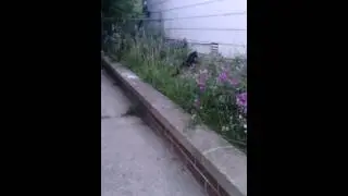 Cat hunting season with scrap army