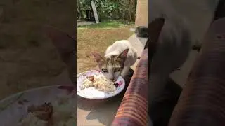 Rice with fish is a favorite food of kittens  🐈🐈 #Thedog #Cat #Chicken #viral #video
