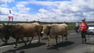 Quatre minutes de mont&eacute;e aux estives d'Aubrac