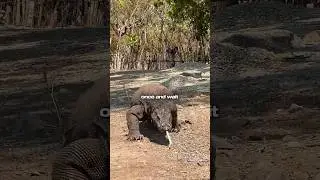 Nature&rsquo;s Scariest Predators in 60 Seconds