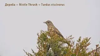Деряба  &mdash;  Mistle Thrush  &mdash; Turdus viscivorus