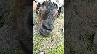cutest baby goat got wet in the rain #shorts #babygoats