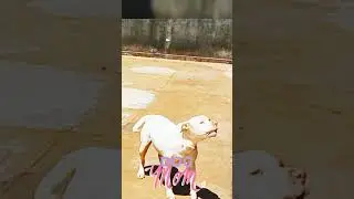 Pitbull Branco Latindo #dogshorts  #pitbullbrasil