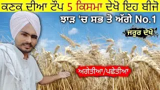 ਕਣਕ ਦੀਆ No.1 ਕਿਸਮਾ &bull; top 5 wheat varieties 2021 || top wheat variety in india | agri advice