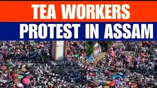 Tea Workers Protest in Assam | Live 🛑 14 October 2025