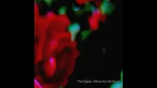 The Grapes - Where Are We Now?