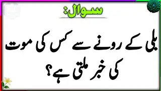 40+ Amazing General Knowledge Questions | Islamic Paheliyan In Hindi | Islam Quiz | Urdu GK Hub