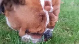 English Bulldog sniffing/licking grass