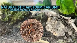 NATURALISTIC Ant FORMICARIUM!! Odontomachus rixosus