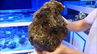 Como tratar la roca viva antes de introducirla en el acuario