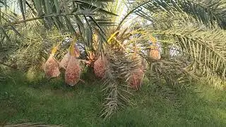 نخيل وحات الخارجه محافظة الوادى الجديد قرية ناصر الثورة