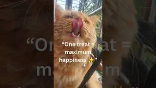 &ldquo;Simba&rsquo;s Yummy Treat Time 😋🐾&rdquo;#TreatTime #YummyTreats #PetFoodie #CatSnacks #FoodieCat