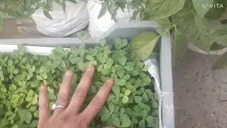 Palak ki harvesting 🥦🍅#garden #lakshivgardening #viralvideos 