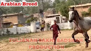 Zuljanah Ashal Badshah Matwali zahid shah Zuljanah Sakhi Badshah production