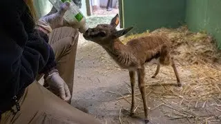 The last Thomson's gazelle born at BIOPARC Valencia is progressing well