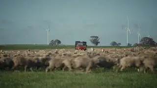 Merinos under wind turbines &ndash; Peter Coy
