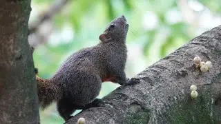 Red-bellied tree squirrel eats a berry good snack